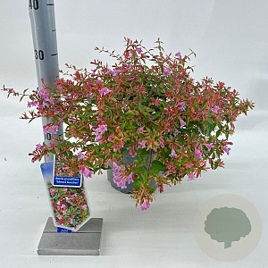 Abelia 'Edward Goucher' 25-30 cm 3,0L
