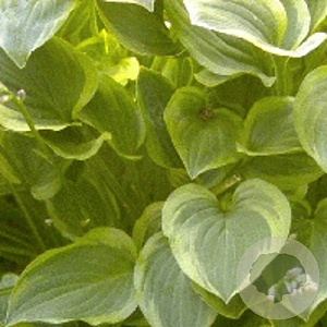 Hosta 'Golden Tiara' GM P9