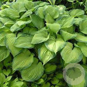 Hosta 'Guacamole' GM P9