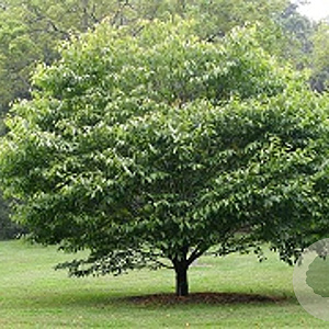 Acer carpinifolium 300-350 cm cont. 150L meerstammig