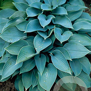 Hosta 'Halcyon' GM P9