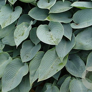 Hosta 'Halcyon' GM P9