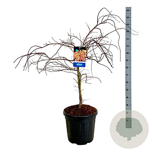 Acer Ice Dragon 80-100 cm 30L breed extra