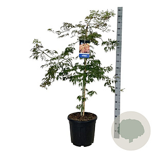 Acer Ice Dragon 125-150 cm 30L extra