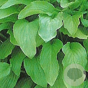 Hosta 'Honeybells' GM P9
