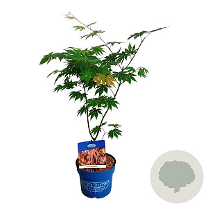 Acer North Wind 40-50 cm 3,0L