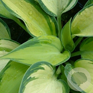 Hosta 'June' GM P9
