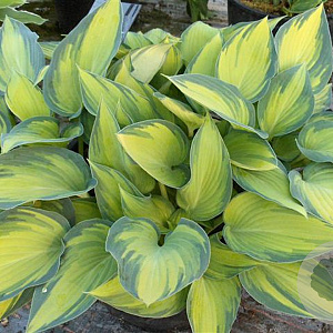 Hosta 'June' GM P9