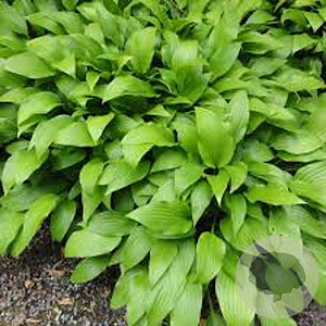 Hosta lancifolia GM P9