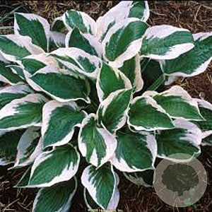 Hosta 'Patriot' GM P9