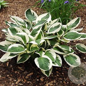 Hosta 'Patriot' GM P9