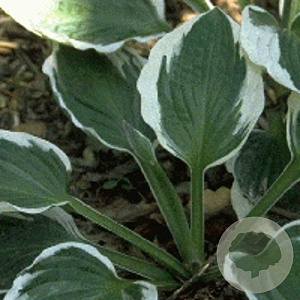 Hosta 'Patriot' GM P9