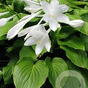Hosta plantaginea grandiflora GM P9