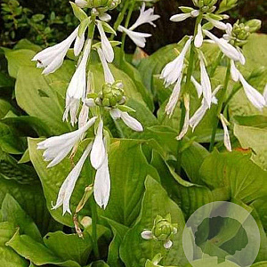 Hosta 'Royal Standard' GM P9
