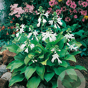 Hosta 'Royal Standard' GM P9