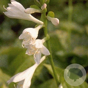 Hosta 'Royal Standard' GM P9