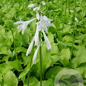 Hosta 'Royal Standard' GM P9