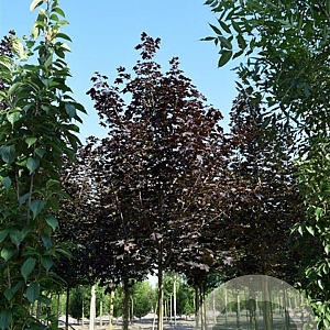 Acer plat. 'Royal Red' 10-12 HO draadkluit LEIVORM 200 cm stam