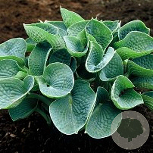 Hosta sieboldiana GM P9