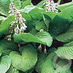 Hosta 'Sum and Substance' GM P9