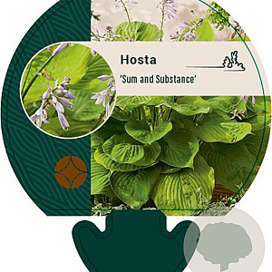 Hosta 'Sum and Substance' GM P9