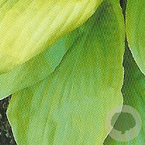 Hosta 'Sum and Substance' GM P9