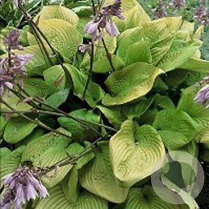 Hosta 'Sum and Substance' GM P9