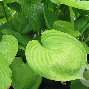 Hosta 'Sum and Substance' GM P9
