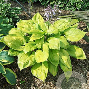 Hosta 'Sum and Substance' GM P9