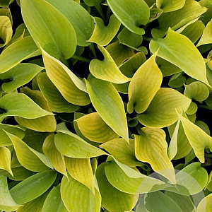 Hosta 'Sum and Substance' GM P9