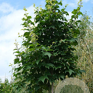 Acer rufinerve 8-10 HO draadkluit