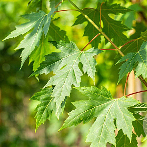 Acer saccharinum 12-14 HO draadkluit