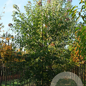 Acer s. 'Laciniatum Wieri' 20-25 HO draadkluit