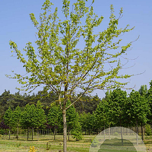 Acer s. 'Laciniatum Wieri' 20-25 HO draadkluit