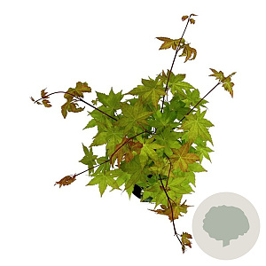 Acer shirasawanum 'Jordan' 50-60 cm 4,5L
