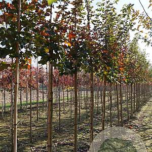 Acer 'Warrenred' 10-12 HO draadkluit