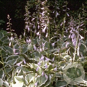 Hosta 'Undulata Albomarginata' GM P9