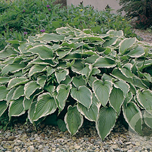 Hosta 'Undulata Albomarginata' GM P9