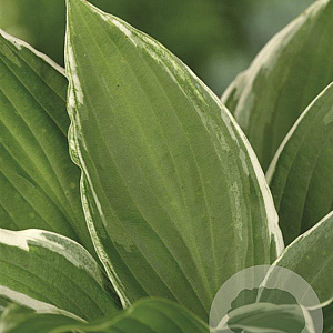 Hosta 'Undulata Albomarginata' GM P9