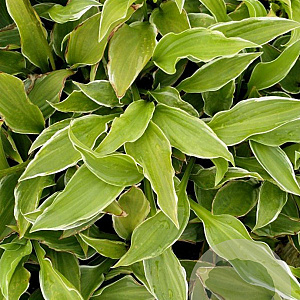 Hosta 'Undulata Albomarginata' GM P9
