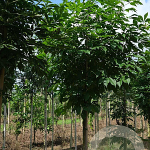 Aesculus indica 12-14 HO draadkluit