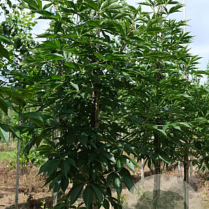 Aesculus indica 14-16 HO draadkluit