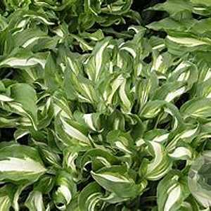 Hosta 'Undulata Mediovariegata' GM P9
