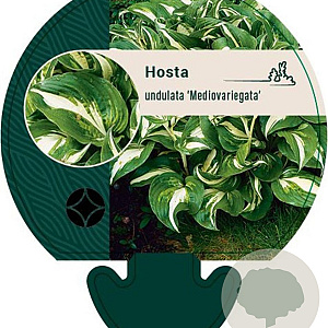 Hosta 'Undulata Mediovariegata' GM P9