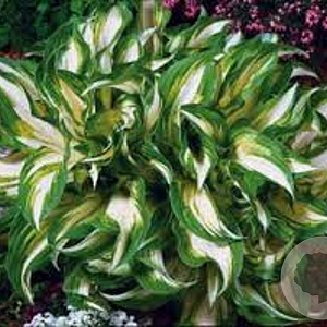 Hosta 'Undulata Mediovariegata' GM P9