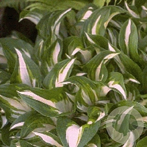 Hosta 'Undulata Mediovariegata' GM P9