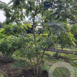 Albizia julibrissin 250-300 cm draadkluit meerstammig