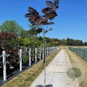 Albizia julibr. 'Evi's Pride' 175-225 12L 150 cm stam