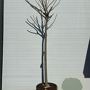 Albizia julibr. Ombrella 20-25 HO container