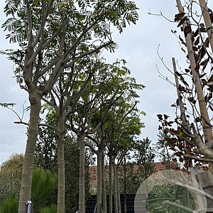 Albizia julibr. Ombrella 20-25 HO container